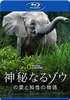 大象的秘密 第一季 (Secrets of the Elephants Season 1)